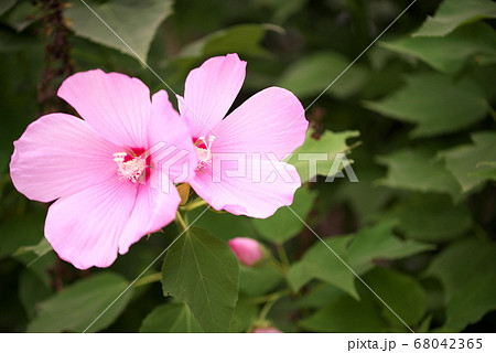 ピンクのアメリカ芙蓉 68042365