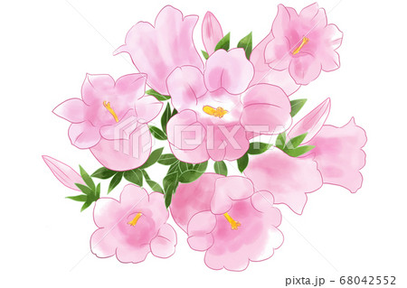 風鈴草のイラスト素材