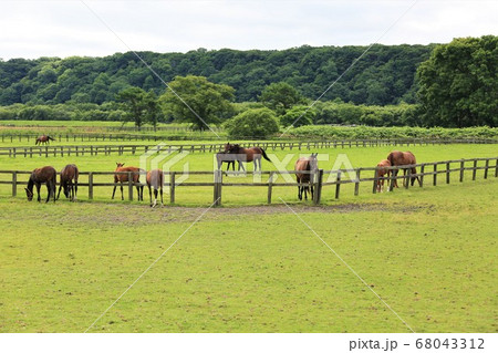 馬・サラブレッド 馬・サラブレッド 68043312