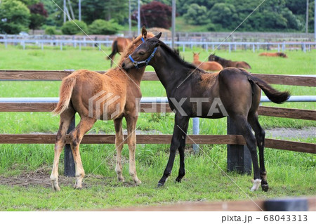 馬・サラブレッド 68043313