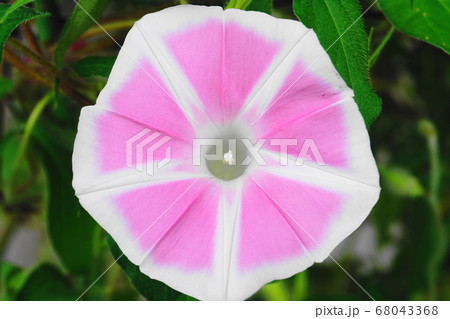 朝顔の顔 ピンク 朝顔の顔 ピンク 68043368