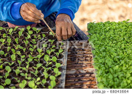 Agriculturist put the young of tobacco tree in Agriculturist put the young of tobacco tree in 68043664
