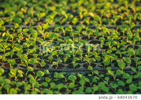 Young of tobacco tree in black plastic.seedling Young of tobacco tree in black plastic.seedling 68043670