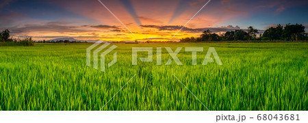 Landscape of young green rice field and beautiful Landscape of young green rice field and beautiful 68043681