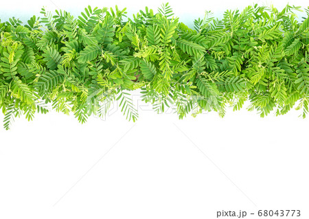 Row of young green Tamarind tree isolated on white Row of young green Tamarind tree isolated on white 68043773