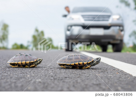 Driver stop the car to let turtle walking on the Driver stop the car to let turtle walking on the 68043806