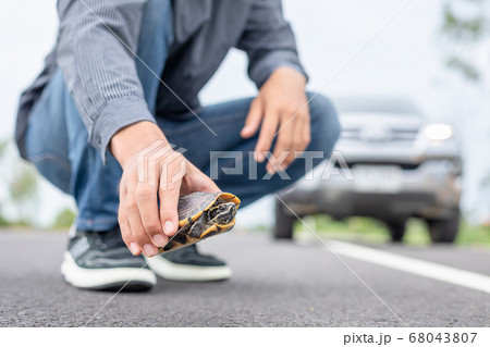 Driver stop the car and help turtle on the road. 68043807