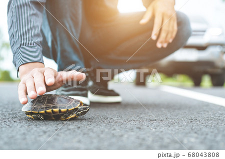 Driver stop the car and help turtle on the road. 68043808