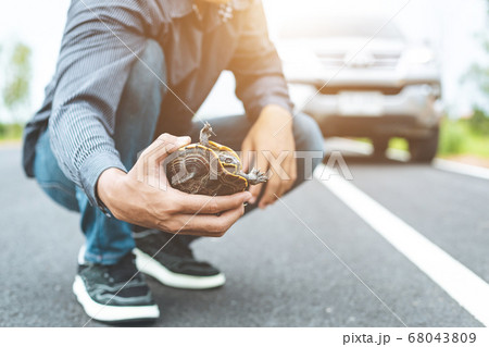 Driver stop the car and help turtle on the road. 68043809