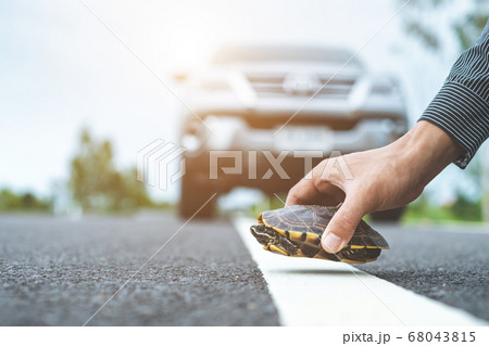 Driver stop the car and help turtle on the road. 68043815