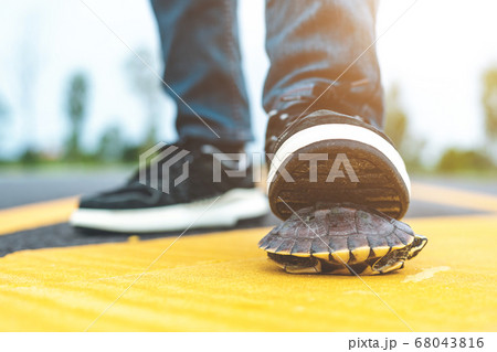 Driver stop the car and help turtle on the road. 68043816