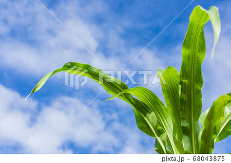 Young green corn field, Row of corn plantation 68043875