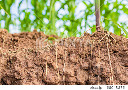 Root of young corn in field and texture of soil. 68043876
