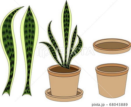 観葉植物サンセベリア 観葉植物サンセベリア 68043889