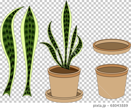 室內植物虎尾蘭 68043889