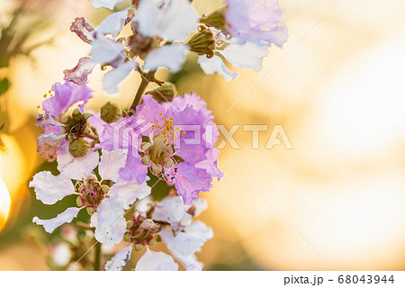Macro flower of Queen's Flower tree or Macro flower of Queen's Flower tree or 68043944