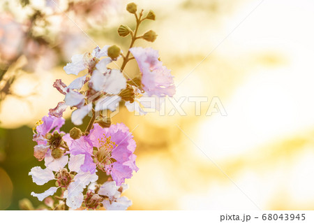Macro flower of Queen's Flower tree or 68043945