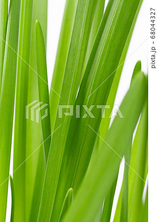 narcissus leaves on a white background 68044327