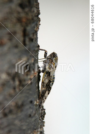 ニイニイゼミ 68044616