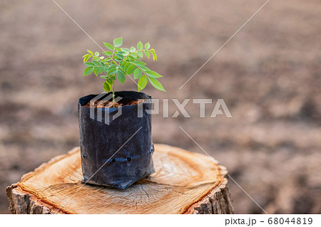 Sprout of tree (rosewood, Siamese rosewood, or Sprout of tree (rosewood, Siamese rosewood, or 68044819