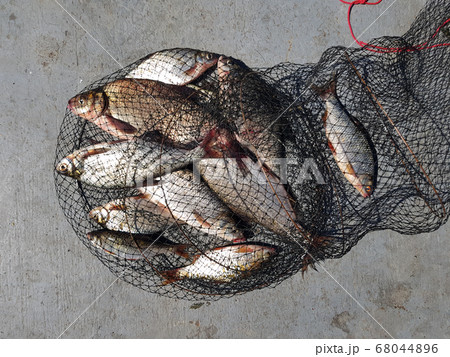 Fishing concept. Freshwater fish on keepnet with Fishing concept. Freshwater fish on keepnet with 68044896