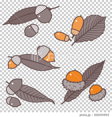 Acorn fruit and leaf set / Kunugi, oak, oak / 2 colors 68044993