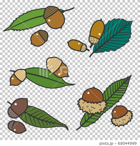 Acorn fruit and leaf set / Kunugi, oak, oak / with line 68044999
