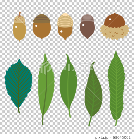 どんぐりの実と葉セット／クヌギ・カシ・ナラ／線なし 68045001