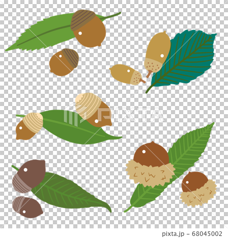 橡子水果和樹葉套裝/ Kunugi，橡木，橡木/無線條 68045002