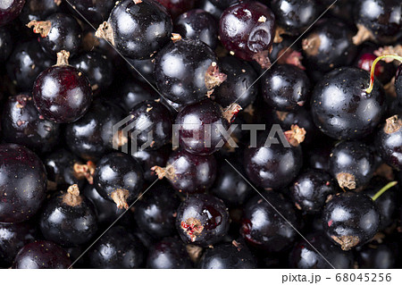 black currant as background 68045256