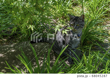 松山庭園美術館 猫の美術館の写真素材