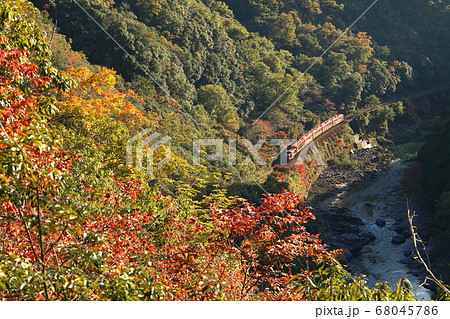 京都の秋 紅葉の嵐山 保津峡を走る嵯峨野観光鉄道のトロッコ列車の写真素材