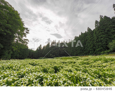 御杖村 岡田の谷の半夏生園 御杖村 岡田の谷の半夏生園 68045846