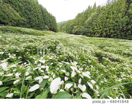 御杖村 岡田の谷の半夏生園 68045848