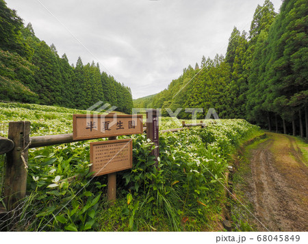 御杖村 岡田の谷の半夏生園 御杖村 岡田の谷の半夏生園 68045849