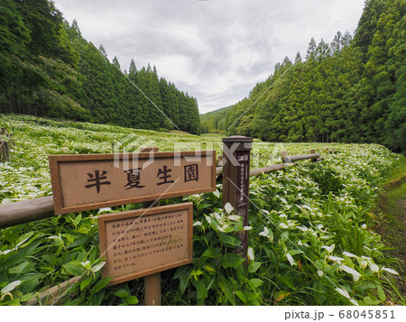 御杖村 岡田の谷の半夏生園 御杖村 岡田の谷の半夏生園 68045851
