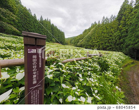 御杖村 岡田の谷の半夏生園 御杖村 岡田の谷の半夏生園 68045854