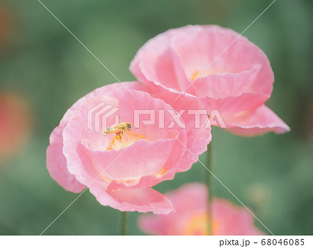 ポピーのある風景 68046085