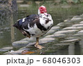鳥 野鳥 水鳥 68046303
