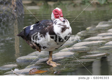 鳥 野鳥 水鳥 68046303