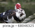鳥 野鳥 水鳥 68046325