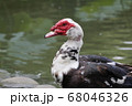 鳥 野鳥 水鳥 68046326