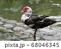 鳥 野鳥 池 68046345