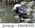 鳥 野鳥 水鳥 68046399