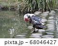 鳥 野鳥 野生動物 68046427