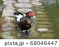 鳥 野鳥 水鳥 68046447