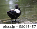 鳥 野鳥 水鳥 68046457
