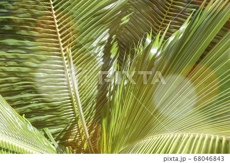 Background of Coconut palm tree brunches with sun Background of Coconut palm tree brunches with sun 68046843
