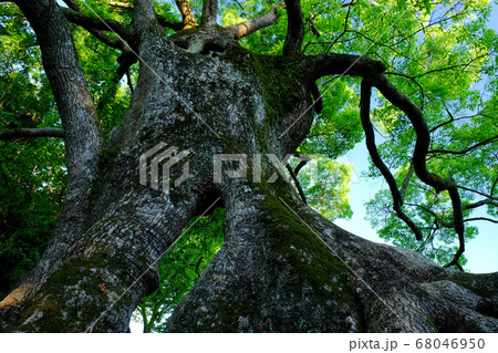 飛火野の大楠（奈良県奈良市） 68046950