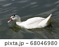 鳥 アヒル あひる 68046980